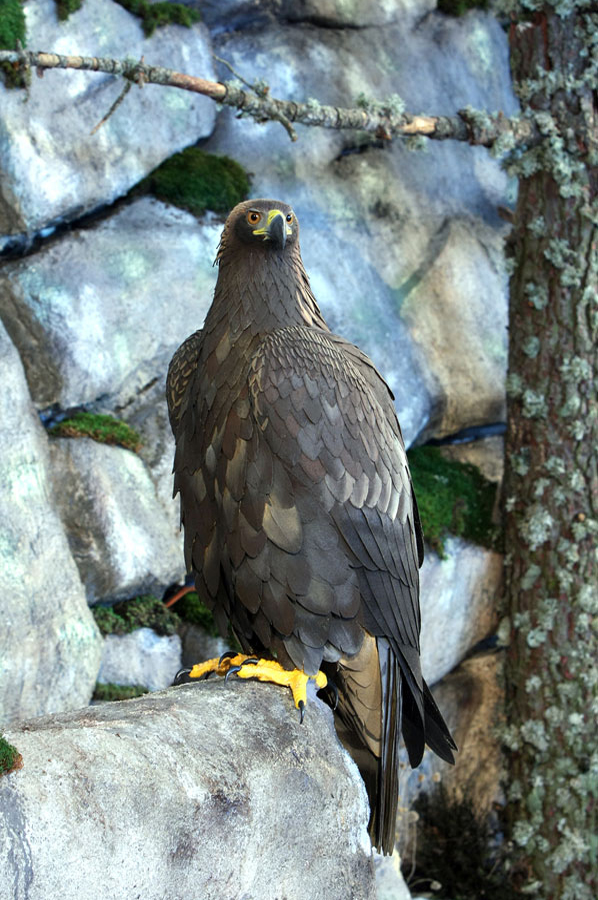 Golden eagle