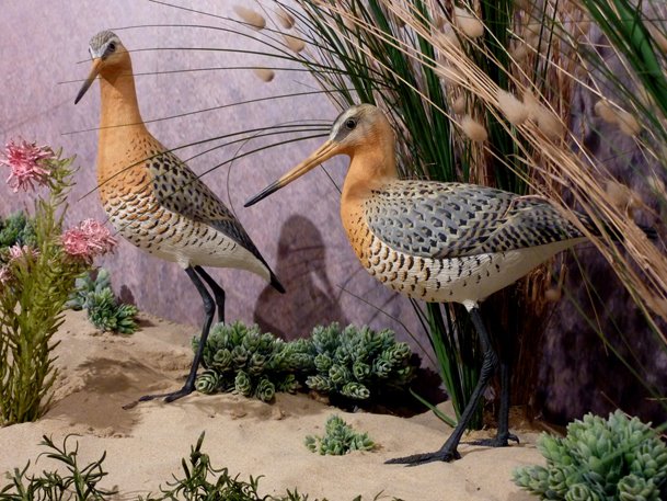 Godwits
