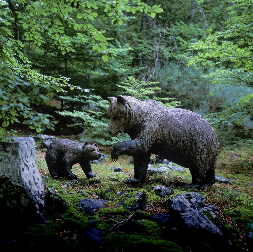 Oso y osezno Paco Ventura degradado Ursus arctos pyrenaicus Pyrenean Brown Bear wildlife sculpture