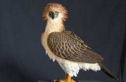 Águila monera filipina