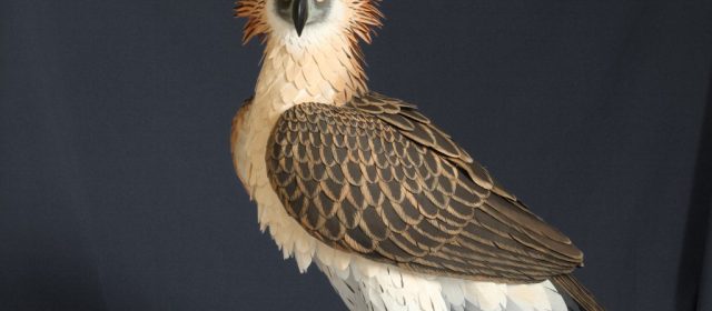 Águila monera filipina