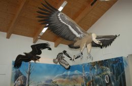 Águila real, buitre común, busardo y aguililla calzada