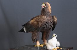 Águila real y pollo