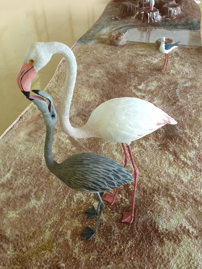 Flamingos. Visitor Center José Antonio Valverde