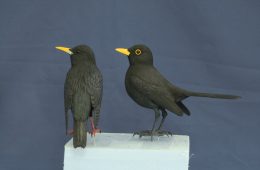 Estornino negro y mirlo común