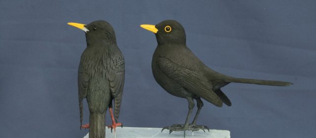 Estornino negro y mirlo común