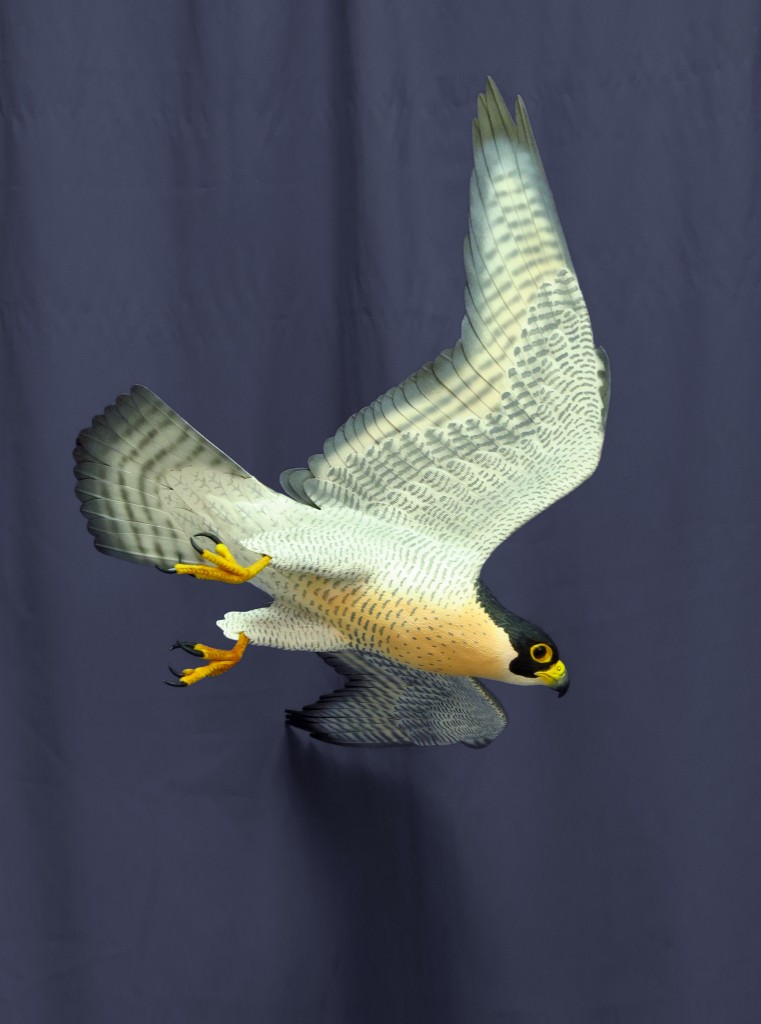 halcon peregrino paco ventura Falco peregrinus Peregrine falcon wildlife sculpture
