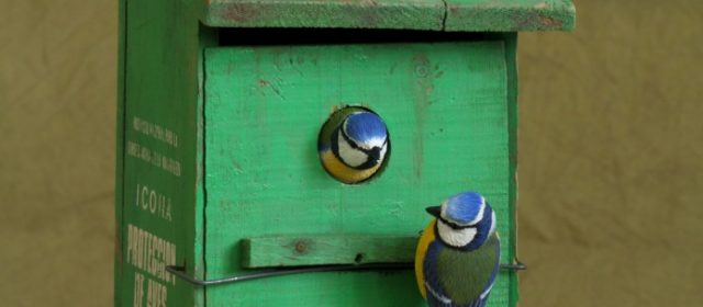 Herrerillos en caja nido