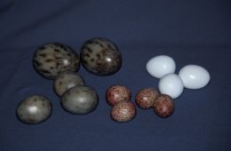 Huevos de varias especies