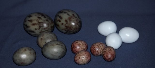 Huevos de varias especies