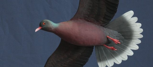 Paloma rabiche en vuelo